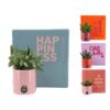 image SUCCULENTE VARIEE CERAM