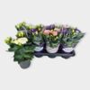 image EUSTOMA JULIETTA VARIE