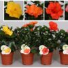 image HIBISCUS SUNNY
