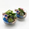 image COMPO 2 PLANTES VERRE