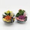 image COMPO 2 PLANTES VERRE