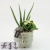 image COMPO 3 PLANTES CERAM