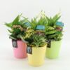 image COMPO 3 PLANTES CERAM