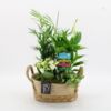 image COMPO 4 PLANTES PANIER OSIER