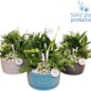 image COMPO 5 PLANTES CERAM