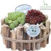 image SEMPERVIVUM BAC BOIS