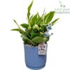 image COMPO 2 PLANTES CERAM