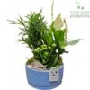 image COMPO 3 PLANTES CERAM