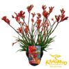 image ANIGOZANTHOS BUSH INFERNO ROUGE