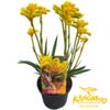 image ANIGOZANTHOS BUSH INFERNO JAUNE