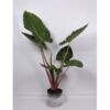 image ALOCASIA IMPERIAL RED