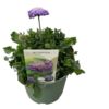 image SCABIOSA COLUMBARIA BLEUE