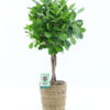 image FICUS MOCLAME VANNERIE