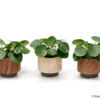 image PILEA PEPEROMOIDES CERAM