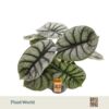 image ALOCASIA NEBULA SILVER