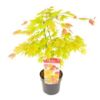 image ACER SHIRASAWANUM MOONRISE