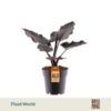 image ALOCASIA ANTORO VELVET