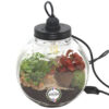 image TERRARIUM LUMINEUX ROND 20