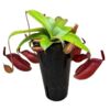 image NEPENTHES MONKEY JARS BLO