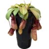 image NEPENTHES SAM