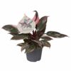 image PHILODENDRON ERUBESCENS PINK MARBLE