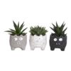 image SUCCULENTE CERAM MONSTRE