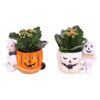 image KALANCHOE FL DBLE CERAM HALLOWEEN