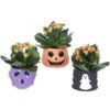 image KALANCHOE FL DBLE CERAM HALLOWEEN