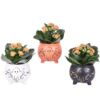 image KALANCHOE FL DBLE CERAM HALLOWEEN
