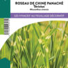 image MISCANTHUS STRICTUS