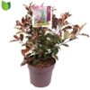 image PHOTINIA MAGICAL VOLCANO