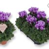 image CYCLAMEN BLEU DRAGON