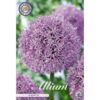 image ALLIUM BULBE GLADIATOR X2