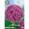 image ALLIUM BULBE GLOBEMASTER X1
