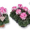 image CYCLAMEN SUPER SERIE FUSION