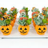 image SUCCULENTE CERAM HALLOWEEN