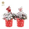 image GAULTHERIA BIG BERRY NEIGE P DECO