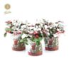 image GAULTHERIA BIG BERRY NEIGE P DECO