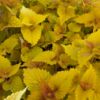 image AGASTACHE RUGOSA GOLDEN JUBILEE BQ10