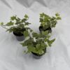 image HEDERA VARIES