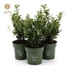 image ILEX CRENATA JENNY