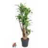image DRACAENA MASSANGEANA RAMIFIE