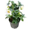 image HELLEBORE NIGER BLANCHE