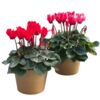 image CYCLAMEN CERAM