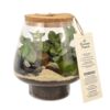 image TERRARIUM KEMPII 20