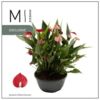 image ANTHURIUM ANDREANUM ROUGE COUPE