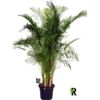 image ARECA CHRYSALIDOCARPUS