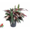 image CALATHEA STROMANTHE TRIOSTAR