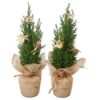 image CHAMAECYPARIS JUTE DECO NOEL