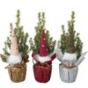 image PICEA CONICA DECO NOEL